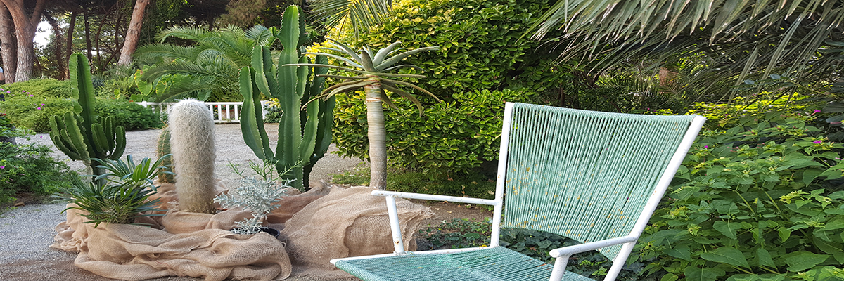 Euphorbias en jardín
